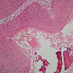 laboratory oral pathology