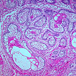 laboratory oral pathology