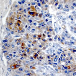 laboratory pathology